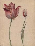 Two Tulips Georg Flegel